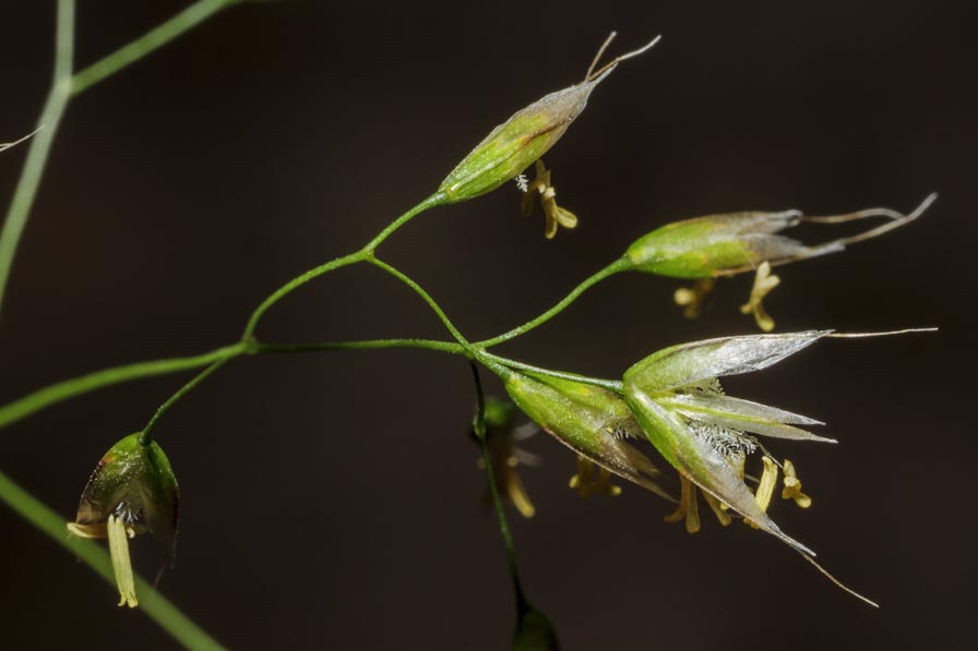 Poaceae: Aira caryophyllea